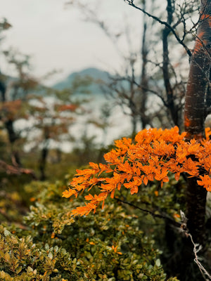 Digital nomads travelling through Patagonia. Couple travel, slow travel, working remotely, vegan travel, budget travel. Glaciers and beautiful flowers in Torres del Paine near Puerto Natales.