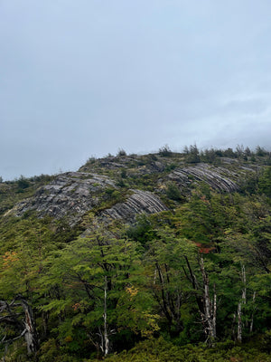 Digital nomads travelling through Patagonia. Couple travel, slow travel, working remotely, vegan travel, budget travel. Rock formations, glaciers and beautiful flowers in Torres del Paine near Puerto Natales.