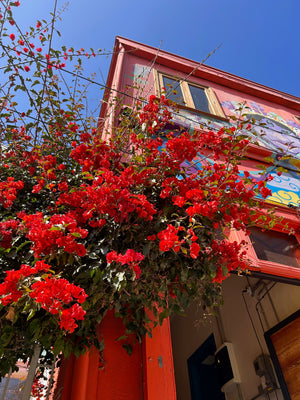 Digital nomads travelling through Valparaiso, Chile. Couple travel, slow travel, working remotely, vegan travel, budget travel. Street art and beautiful red flowers.