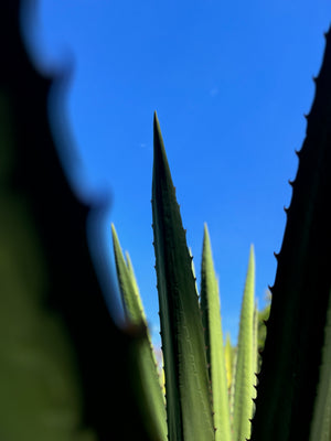 Digital nomads travelling in Costa Rica working remotely. Slow travel vegan travel and budget travel. Cactus close up in San Jose.