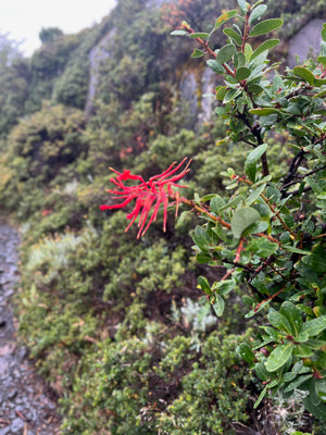Digital nomads travelling through Patagonia. Couple travel, slow travel, working remotely, vegan travel, budget travel. Glaciers and beautiful flowers in Torres del Paine near Puerto Natales.