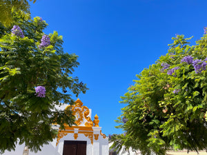 Beautiful flowers blooming infront of beautiful old architecture in Lagos Portugal old town square